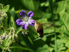 Hemaris fuciformis