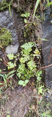 Selaginella delicatula