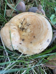 Lactarius acerrimus