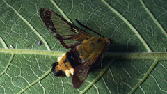 Hemaris fuciformis