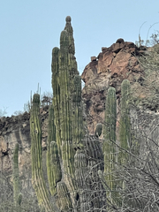 Pachycereus pringlei
