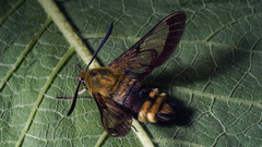 Hemaris fuciformis