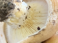 Lactarius acerrimus