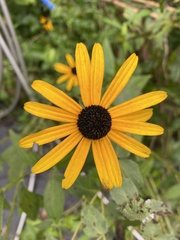 Rudbeckia fulgida