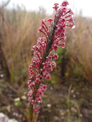 Struthiola macowanii