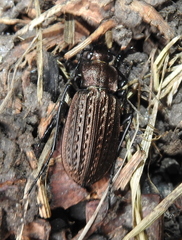 Carabus granulatus