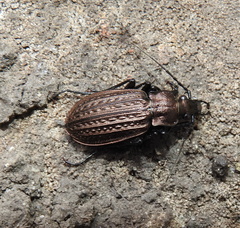 Carabus granulatus