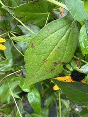 Rudbeckia fulgida
