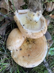 Lactarius acerrimus