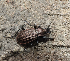 Carabus granulatus