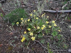 Goodenia affinis