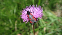 Zygaena