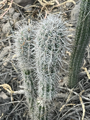 Pachycereus pringlei