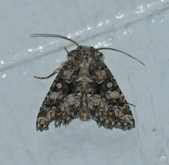 Pseudanarta pulverulenta