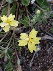Goodenia affinis