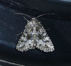 Pseudanarta pulverulenta