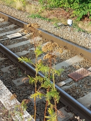 Tanacetum vulgare