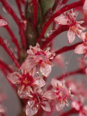 Struthiola macowanii