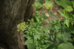 Thaspium chapmanii