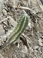 Lophocereus schottii