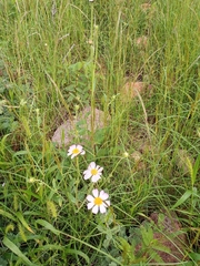 Tridax bicolor