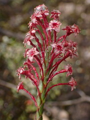 Struthiola macowanii