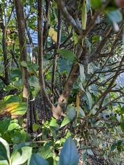 Vincetoxicum nigrum