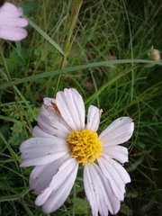 Tridax bicolor