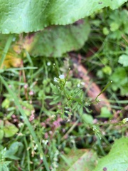 Cardamine flexuosa