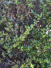 Vincetoxicum nigrum