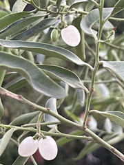Vallesia glabra