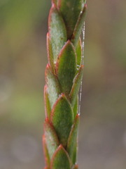 Struthiola macowanii