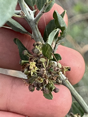 Sarcomphalus obtusifolius