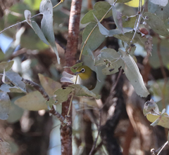 Zosterops lateralis