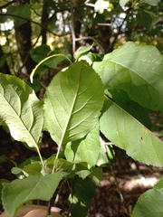 Malus prunifolia