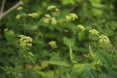Thaspium chapmanii
