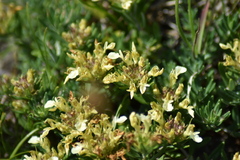 Teucrium