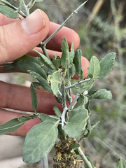 Sarcomphalus obtusifolius