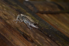 Pristimantis brevicrus