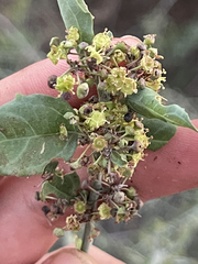 Sarcomphalus obtusifolius