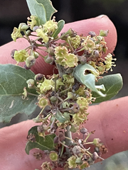 Sarcomphalus obtusifolius