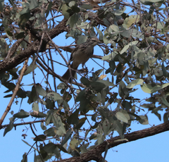 Plectorhyncha lanceolata