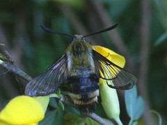 Hemaris tityus