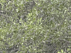 Maytenus phyllanthoides