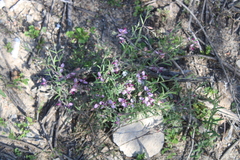 Polygala affinis