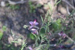 Polygala affinis