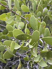 Maytenus phyllanthoides