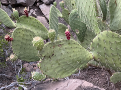Opuntia tapona