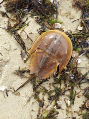 Limulus polyphemus