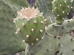 Opuntia tapona